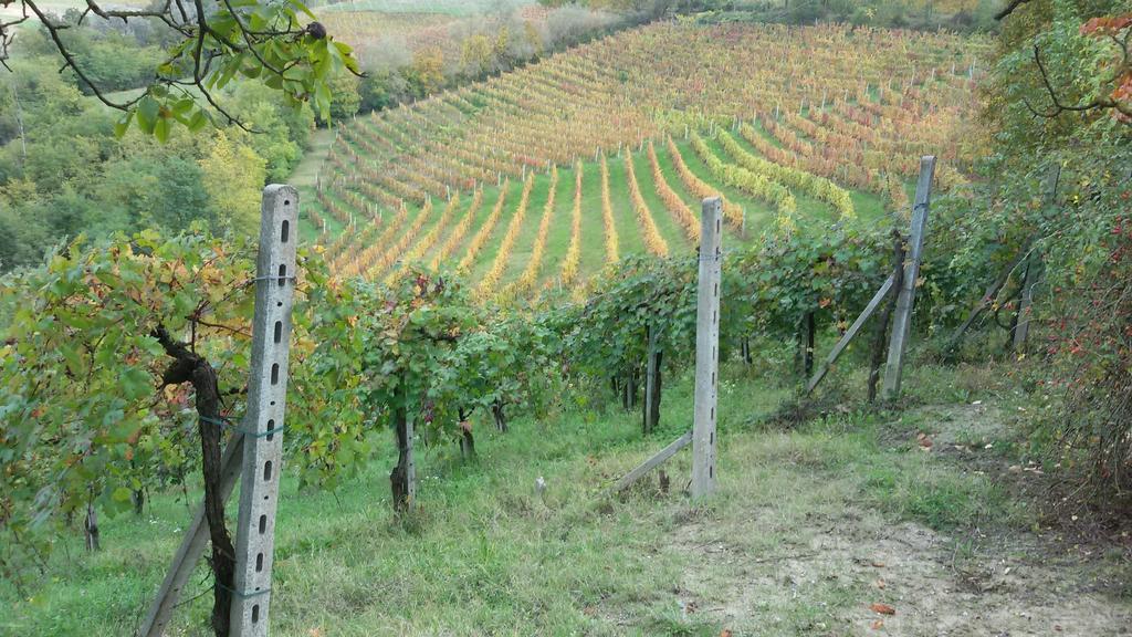 Cascina Torello Dogliani Dış mekan fotoğraf