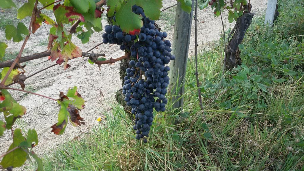 Cascina Torello Dogliani Dış mekan fotoğraf