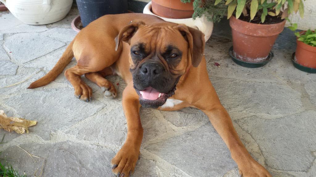 Cascina Torello Dogliani Dış mekan fotoğraf