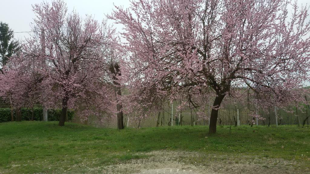 Cascina Torello Dogliani Dış mekan fotoğraf