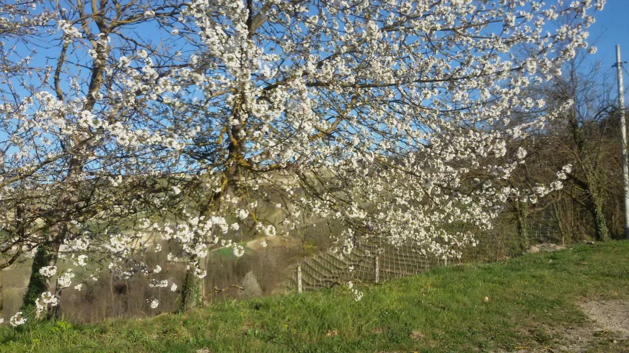 Cascina Torello Dogliani Dış mekan fotoğraf