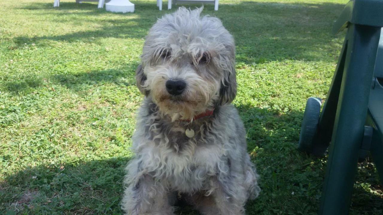 Cascina Torello Dogliani Dış mekan fotoğraf